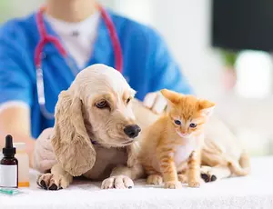 Dog and cat at a veterinary practice
