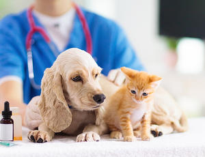 Dog and cat at a veterinary practice